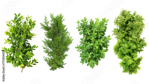 Set of cypress, juniper, thuja, holmstrup, aurcospicata, parsley, herb, isolated on white, in different positions, realistic, 3D
 photo