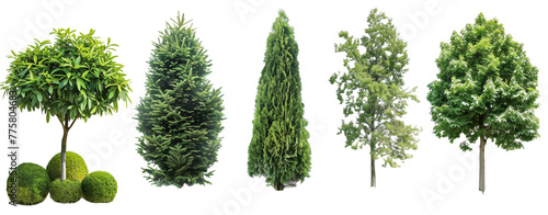 Set of cypress, juniper, thuja, holmstrup, aurkospikata, bush, nature, isolated on white, in different positions, realistic, 3D
 photo