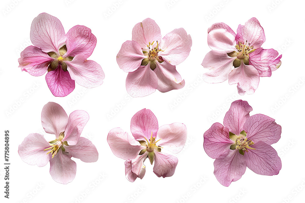 set of flowers blooming apple tree cherry blossom, nature, isolated on white, in different positions, realistic