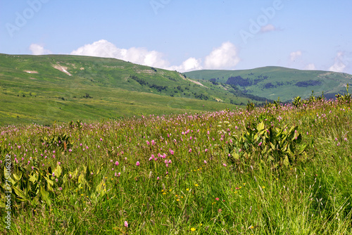 Walking through the subalpine meadows in the highlands during the flowering of plants and warm weather.