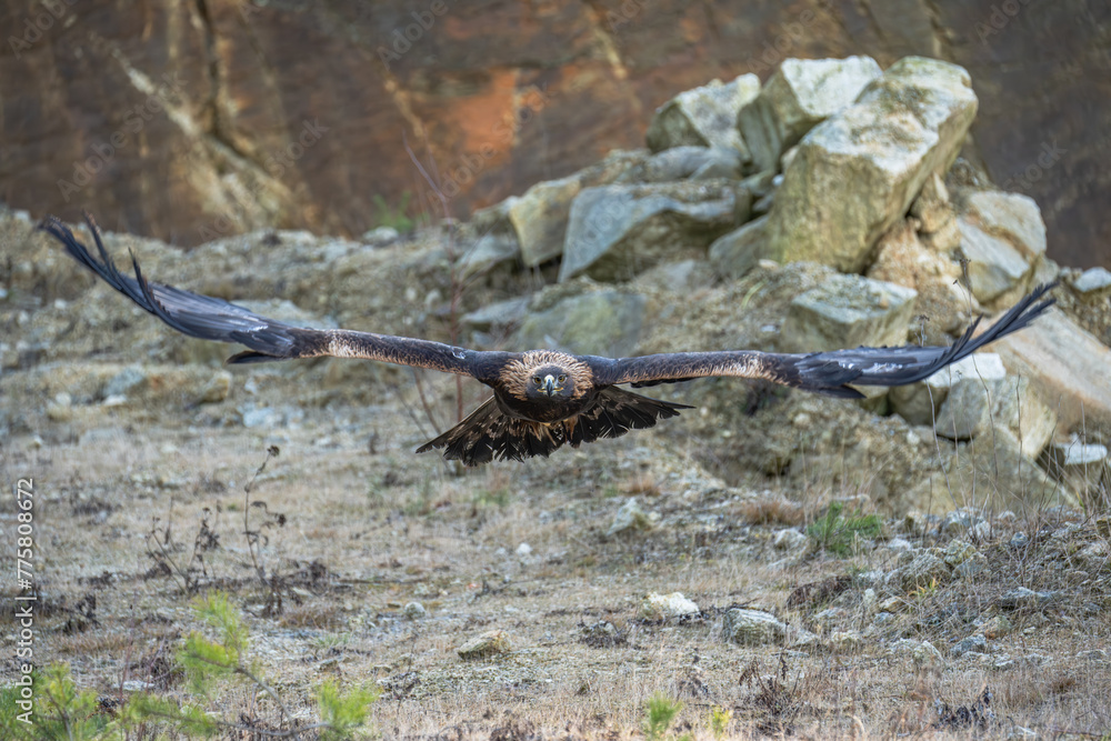 Fototapeta premium The Rock Eagle (Aquila chrysaetos) is one of the largest terrestrial eagles in the Northern Hemisphere and, immediately after the Sea Eagle, the largest predator living in the Czech Republic