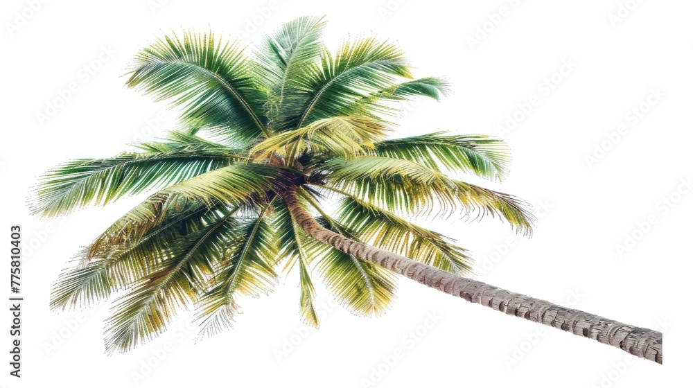 Tropical palm tree isolated on white background, detailed botanical illustration of exotic flora for vacation and summer themes. Nature and environment.