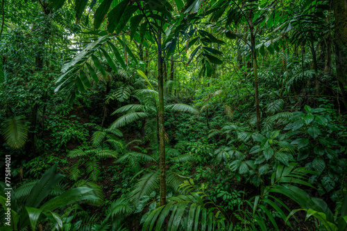 Lush greenery in a serene Costa Rican rainforest photo