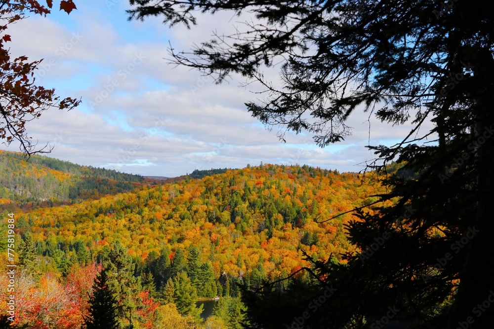 Scenic view of a vibrant autumn foliage.