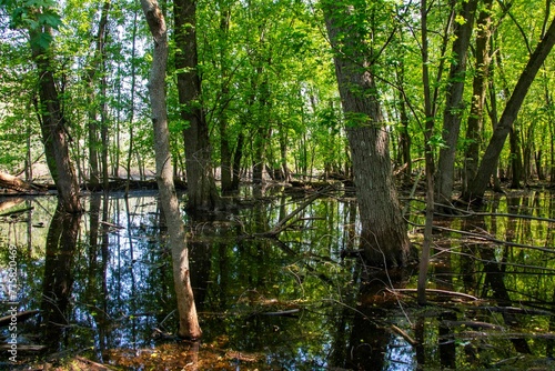 Swamp surrounded by trees and water on the ground.