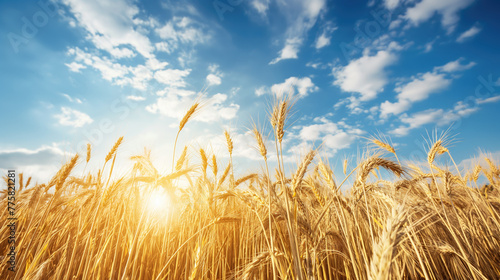 A large field of ripe golden wheat against a blue sky  agricultural concept.