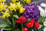Colorful Easter decoration with daffodils, hyacint and daisy flowers.