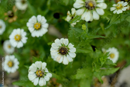 white daisies in a garden