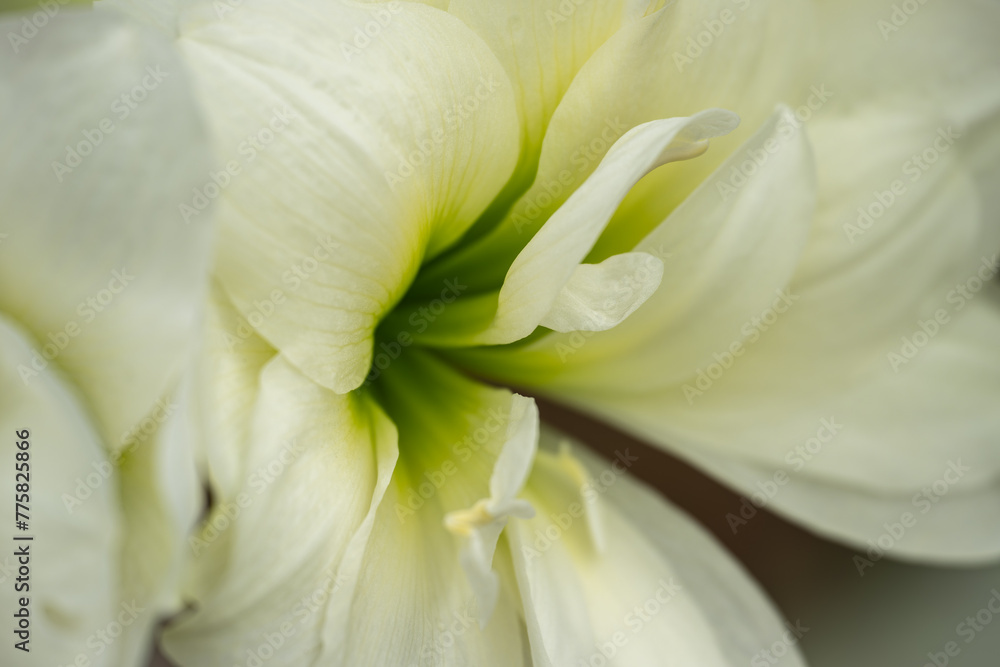 Close-up of amaryllis white petals.