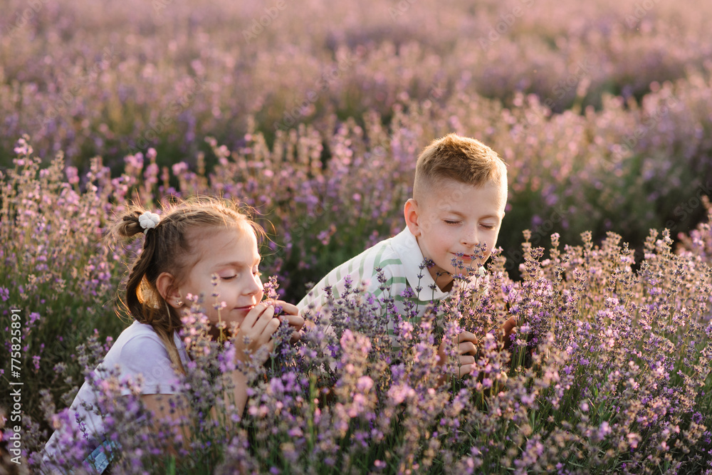 Childs hold and smell lavender flowers. Boy and girl sitting in lavender field and sniffing flowers at sunset. Friends smiling walks in flowers in sunlight on summer day. International Children's Day. Childs hold and smell lavender flowers. Boy and girl sitting in lavender field and sniffing flowers at sunset. Friends smiling walks in flowers in sunlight on summer day. International Children's Day.