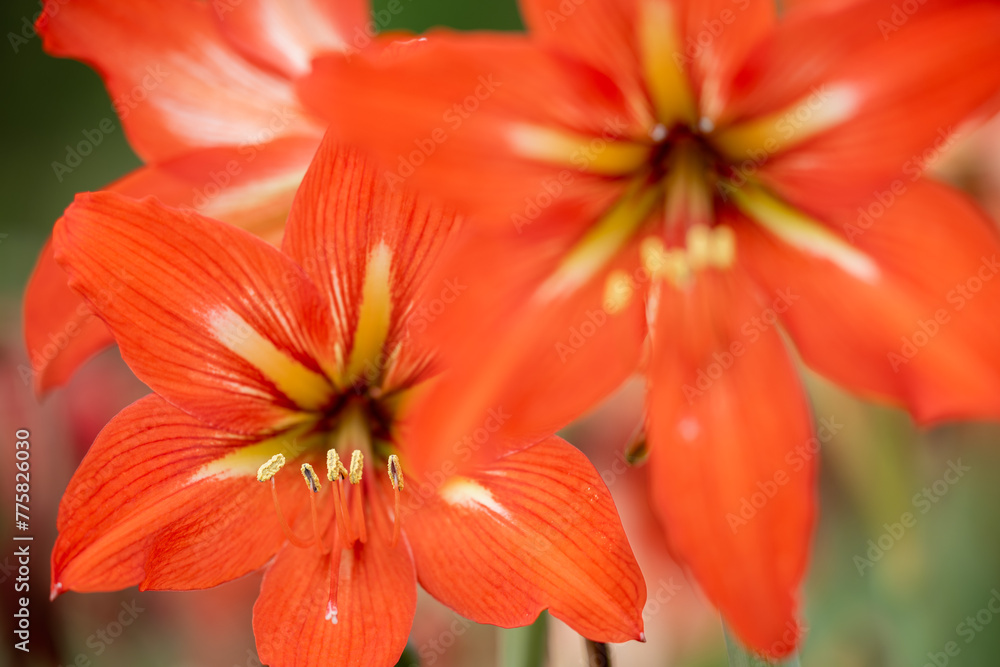 Close-up of amaryllis stamens and petals. Close-up of amaryllis stamens and petals.