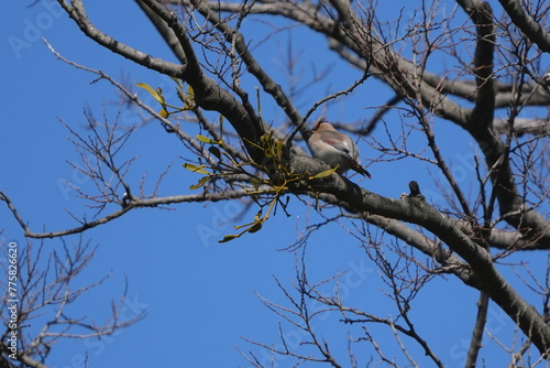 japanese waxwing in a forest