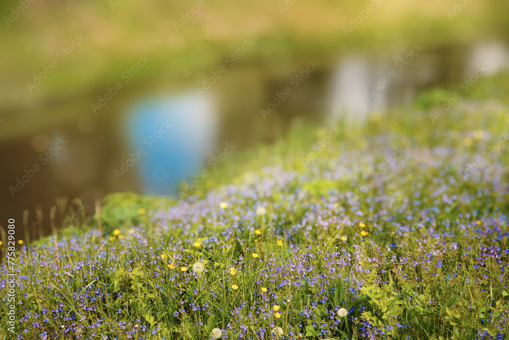Forget-me-nots on spring meadow by creek. Summer background with blue flowers forget me nots and the sun. Wildflowers. Spring meadow near pond Forget-me-nots on spring meadow by creek. Summer background with blue flowers forget me nots and the sun. Wildflowers. Spring meadow near pond