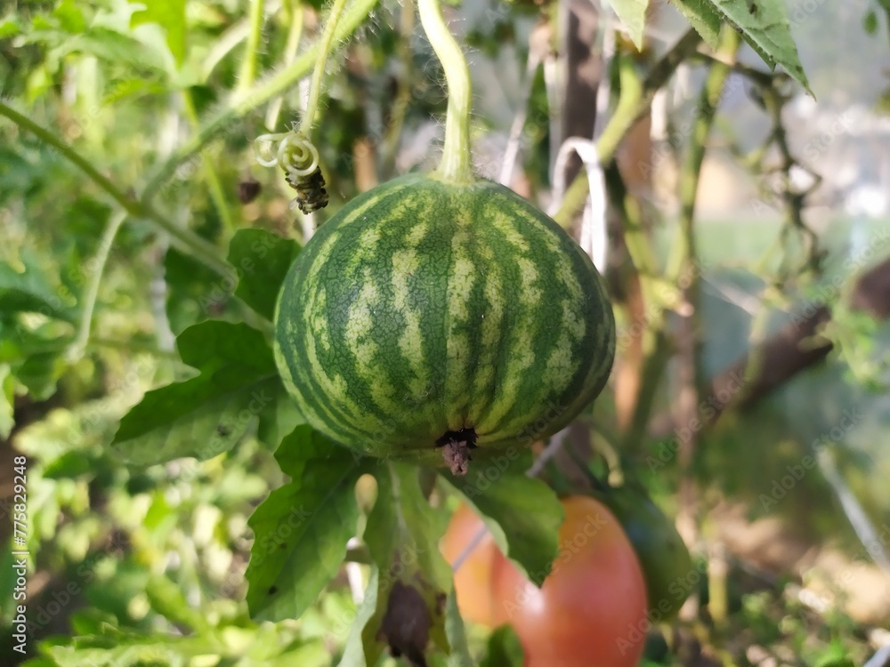 Young small green watermelon against a background of green leaves Young small green watermelon against a background of green leaves