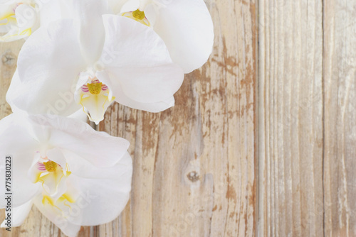 White beautiful orchid flower or phalaenopsis over a wooden shabby background
