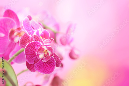 Purple beautiful orchid flower or phalaenopsis over an artistic violet background