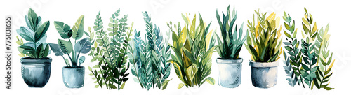 Watercolor style, botanical elements, transparent background
