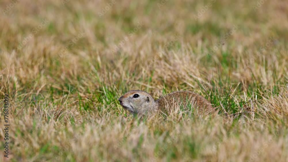 Portrait of a funny gopher, little ground squirrel or little suslik, Spermophilus pygmaeus is a species of rodent in the family Sciuridae. Suslik next to the hole in wildlife. Slow motion video Portrait of a funny gopher, little ground squirrel or little suslik, Spermophilus pygmaeus is a species of rodent in the family Sciuridae. Suslik next to the hole in wildlife. Slow motion video