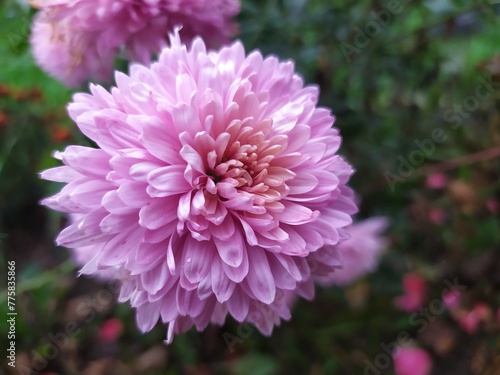 Macro  pink chrysanthemum  Chrysanthemum 