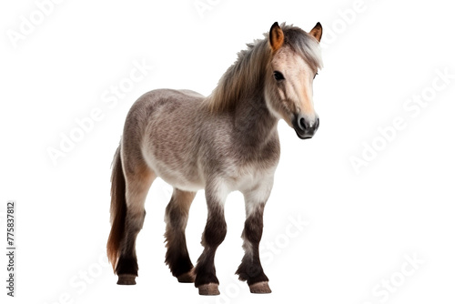 Pony isolated on transparent background.