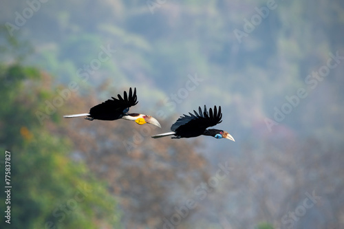 A pair of Wreathed Hornbill  are flying in the sky in the national park.