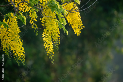 Bright yellow flowers against a beautiful green background