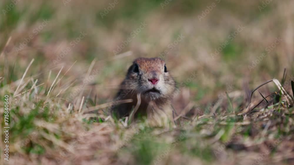 Funny gopher looks out of the hole, little ground squirrel or little suslik, Spermophilus pygmaeus is a species of rodent in the family Sciuridae. Suslik in wildlife. Slow motion video Funny gopher looks out of the hole, little ground squirrel or little suslik, Spermophilus pygmaeus is a species of rodent in the family Sciuridae. Suslik in wildlife. Slow motion video