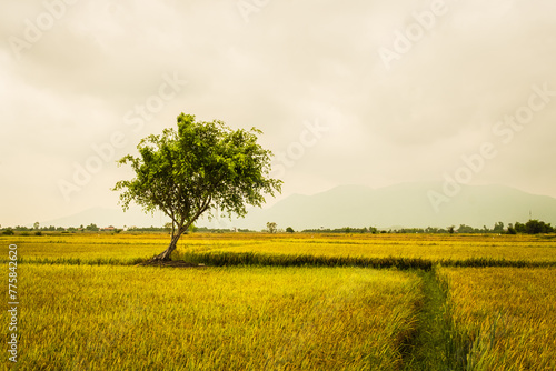 Rice field. Ripe rice field and sky landscape on the farm