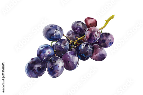 Grape branch, berry in watercolor style, transparent png. Berry vitamin, harvest. Healthy and tasty food isolated illustration