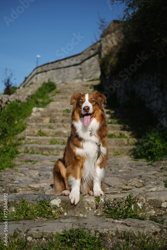Brown fluffy cute dog aussie is sitting on an old cobblestone staircase on a sunny day. The Australian Shepherd red Tricolor poses against the fortress walls on a walk in Kalemegdan Park in Belgrade.