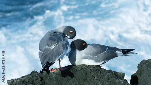 Close look at two swallow tailed gulls on the shore of San Cristobal. photo