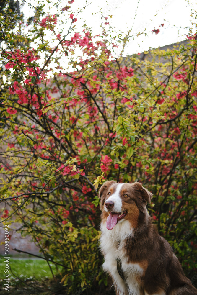 Brown fluffy cute dog aussie sits near a bush with red flowers in a spring park and poses. Australian Shepherd red tricolor on a walk with happy face