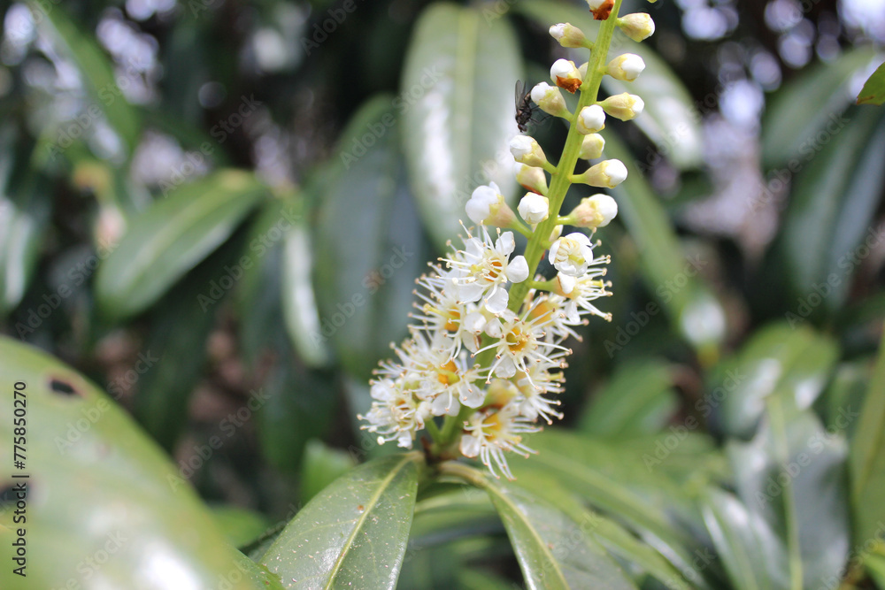 Cherry laurel blossom in spring