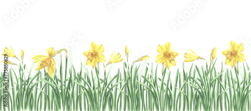 Yellow daffodils in grass nature landscape, seamless border. Spring flowers, horizontal banner. Hand drawn watercolor illustration garden plants. Template for invitations, wallpaper, covers, textile.