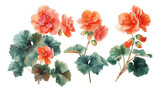 Watercolor style floral elements, transparent background