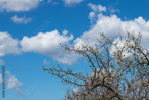 White clouds in the blue sky spring there is a place for an inscription