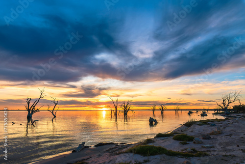 Bonney Lake shoreline with dead tree stumps in water at sunset, Barmera, South Australia photo