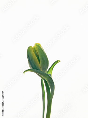 A tulip bud on white background