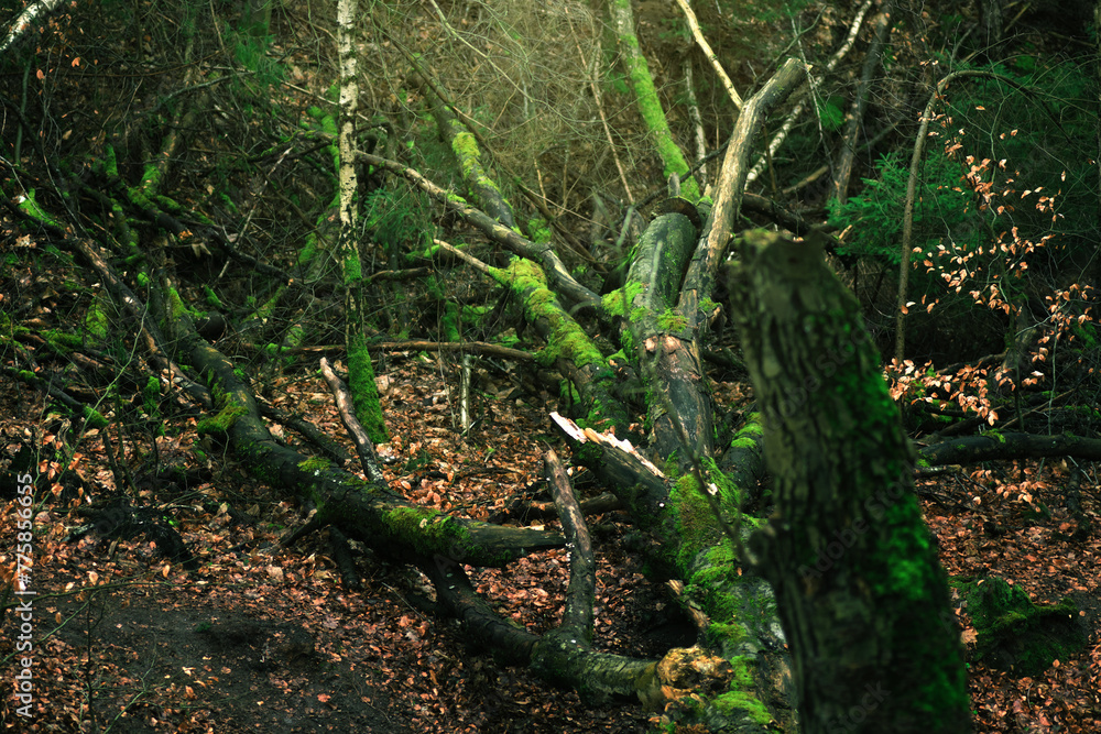 Autumn forest with mossy trees and fallen tree trunks. Autumn forest with mossy trees and fallen tree trunks.
