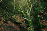 Autumn forest with mossy trees and fallen tree trunks.