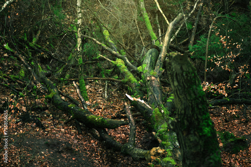 Autumn forest with mossy trees and fallen tree trunks.