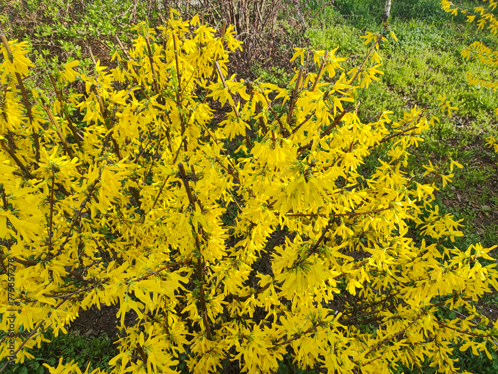 beautiful yellow bush. the bush blooms with yellow flowers. spring nature. Bright yellow Forsythia flowers on the blossoming bush in spring beautiful yellow bush. the bush blooms with yellow flowers. spring nature. Bright yellow Forsythia flowers on the blossoming bush in spring