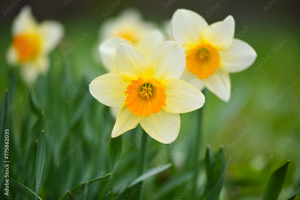 Spring yellow Daffodils in the garden. Fresh Narcissus flowers. Floral background Spring yellow Daffodils in the garden. Fresh Narcissus flowers. Floral background