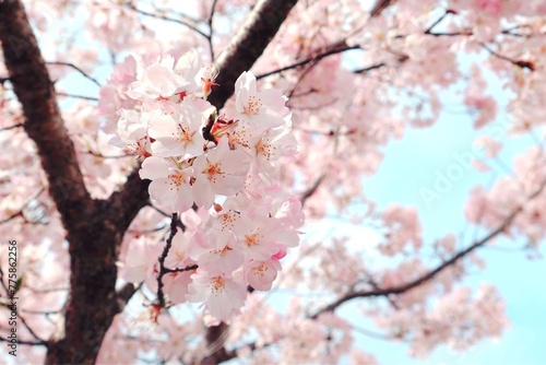 ピンクが綺麗な桜と青空