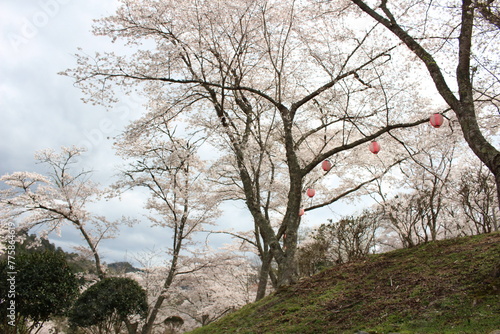 笹ヶ丘公園の桜