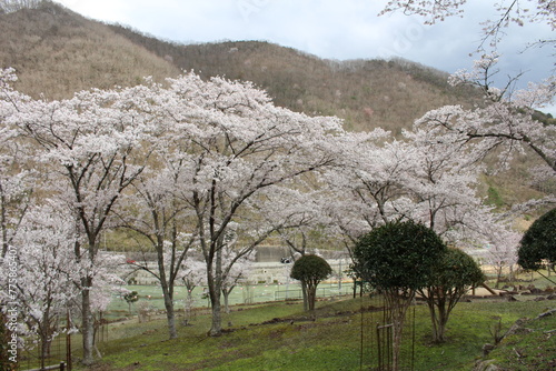 笹ヶ丘公園の桜