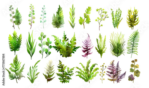 Watercolor collection of many different magical natural ferns and mosses isolated on transparent background