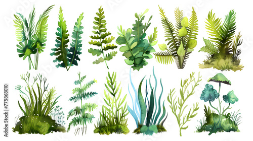 Watercolor collection of many different magical natural ferns and mosses isolated on transparent background