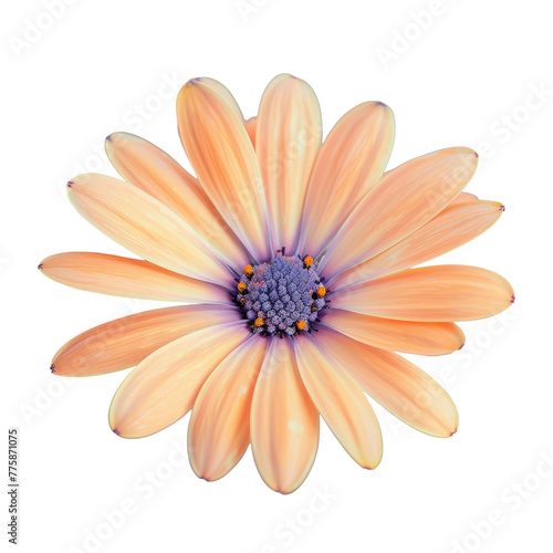 A vibrant flower against a transparent Background