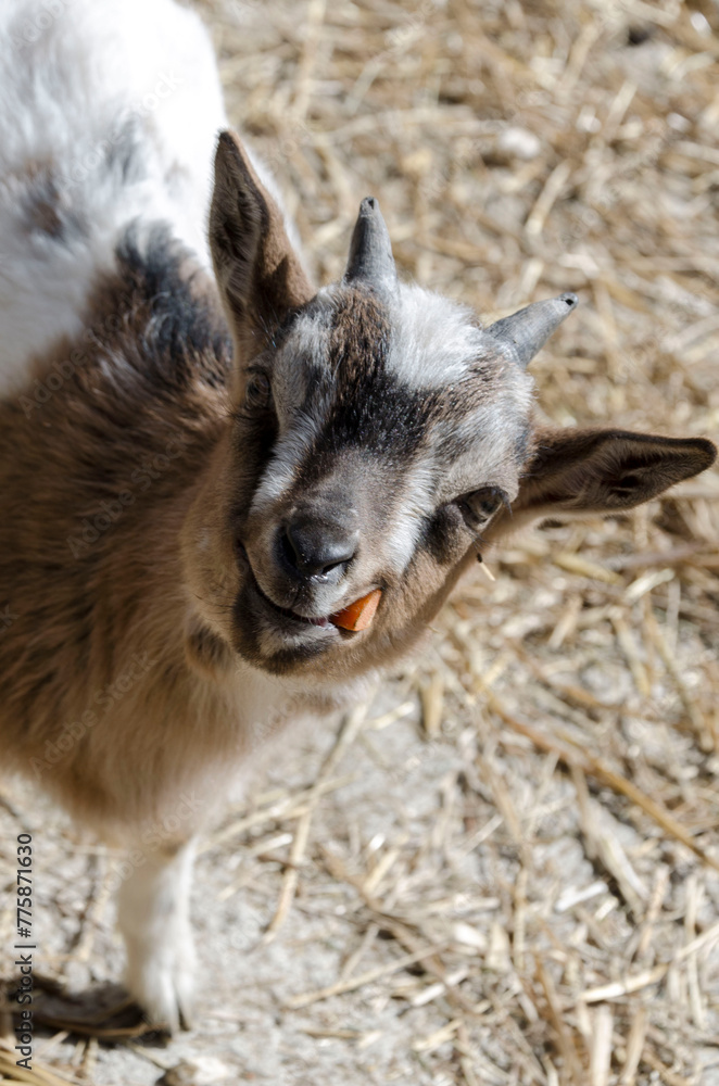 A funny young goat looks into the camera lens with a carrot in its mouth A funny young goat looks into the camera lens with a carrot in its mouth